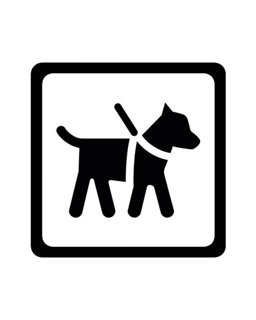 Dog With White Background